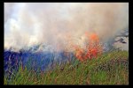 Fire on the savanna at Murchison NP, Uganda