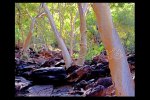 Kings Canyon woodland, N. Australia