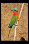 Red-throated Bee-eater, Murchison Falls NP, Uganda