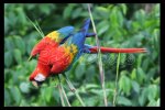 Scarlet Macaw at Tambopata Research Center, Peruvian Amazon