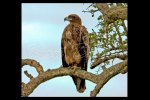 Tawny Eagle, Serengeti NP, Tanzania